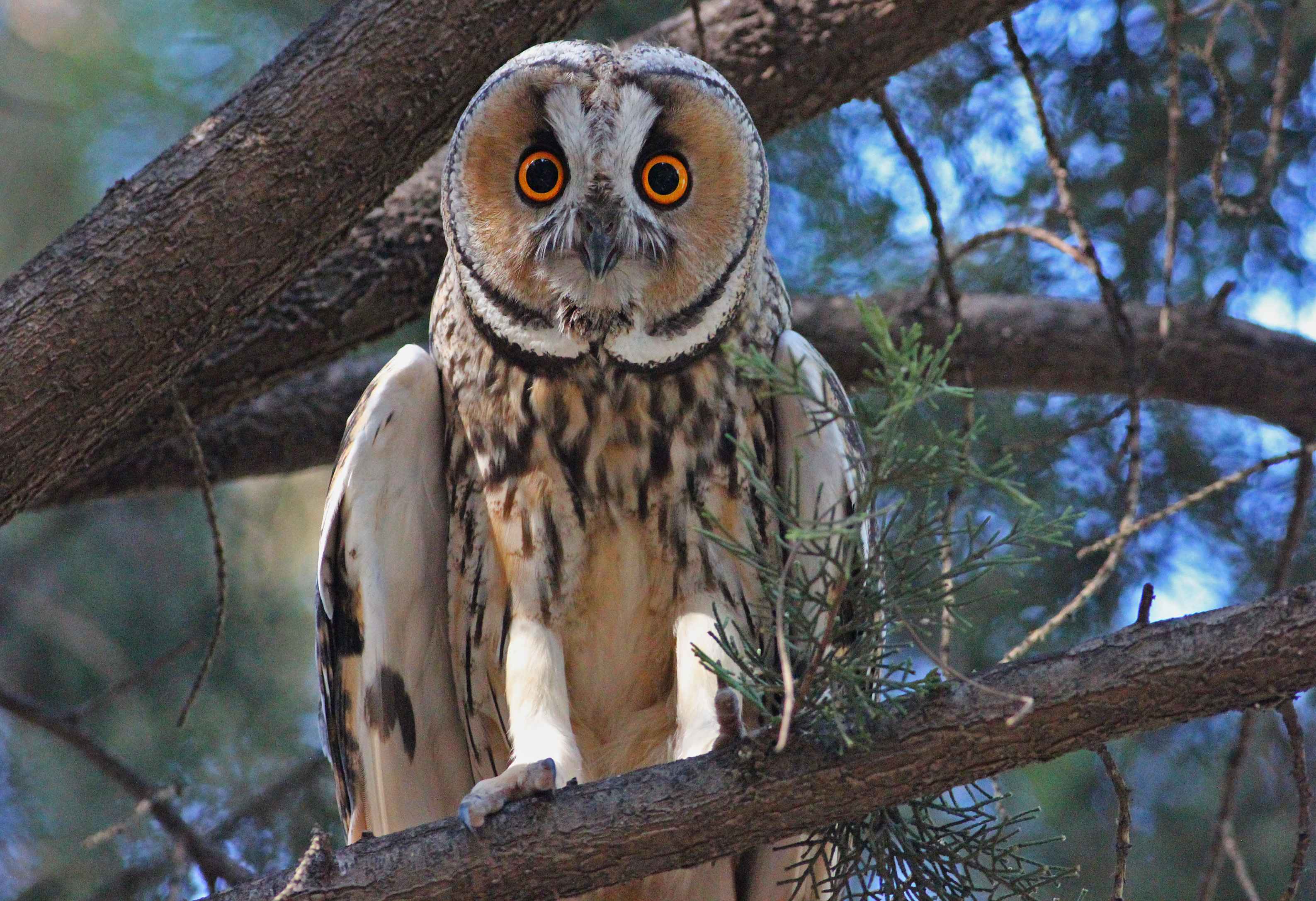 Long-eared Owl
